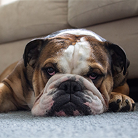 english bulldog face resting on the ground