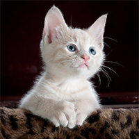 white tabby kitten leaning over edge of cat bed